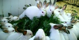 Effective rabbit breeding