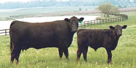 Breeding elite bulls of the breed Black Angus
