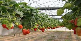 The construction of hydroponic greenhouses for growing vegetables berries all year round