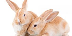 Rabbit farm 1214 breeding stock