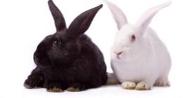 Commercial rabbit breeding