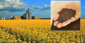 The processing of oilseeds