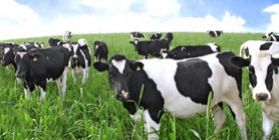 The construction and development of dairy cattle 100 + 