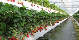 Greenhouse business of growing strawberries in hydroponics