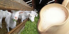 The establishment of goat dairy farm