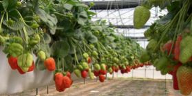 Production of strawberries hydroponically