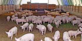 the establishment of the farm complex, with pork + poultry in the territory of the Russian Federation RO
