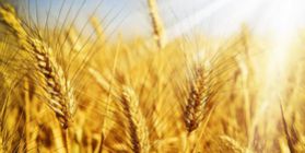 The cultivation of wheat, CX manufacture of a full cycle