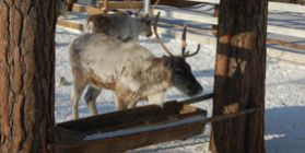 Extension of KFKH rasteniy for cattle and the establishment of a contact zoo
