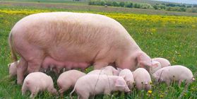 The establishment of a pig breeding farm.