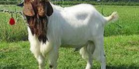Meat production the Boer breed of goats, the production of embryos in Boer goat, followed by the creation of a farm