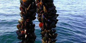 Oyster and mussel culture, aquafarm in Crimea