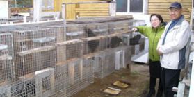 Organization of cage breeding Sables (sobolewska) in the Republic of Sakha (Yakutia)