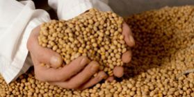 SOYBEAN is a strategic product