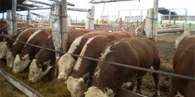 Beef cattle (breeding cattle of the meat direction)