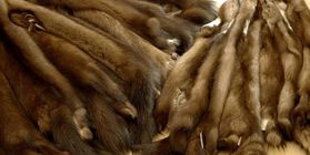 the breeding of fur-bearing animals( Barguzin sable)