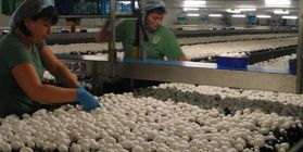 Champignons complex with production capacity of 3650 tons of mushrooms per year
