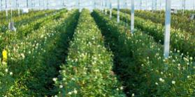 Sale of finished production of roses — 3 hectares. Minsk region, Dzerzhinsky district.